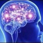 brain1
